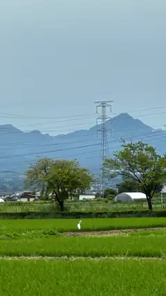 white bird in green rice field with mountains