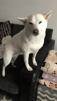 White dog standing on couch armrest