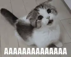 Screaming Scottish Fold Cat