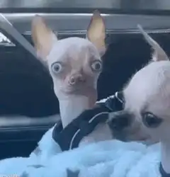 Chihuahua with tongue out and wide eyes