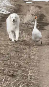 dog chasing goose on path