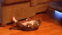 cat rolling on floor