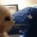 hamster rubbing face on blue blanket