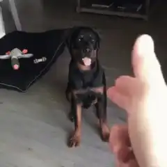 Rottweiler puppy plays dead