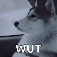 Confused Dog Wut