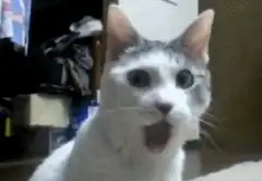 Surprised Cat Meme
