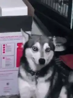 Husky with wide eyes and smiling face