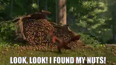 Squirrel finds nuts