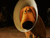 Sad dog in a cone