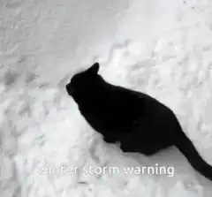 black cat in snow winter storm warning