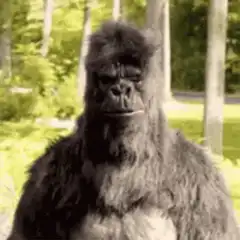 gorilla giving two thumbs up then pointing