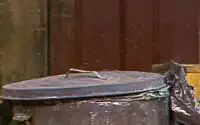 Oscar the Grouch pops out of trash can