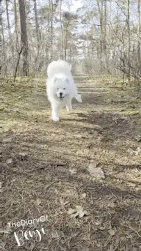 Fluffy white dog running on a forest path