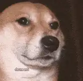 Cheems Dog Zooms In