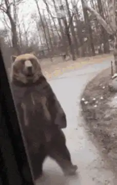 bear stands up and walks to window