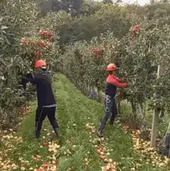 Two workers shaking apple trees