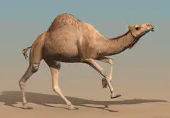 3D camel walking in desert