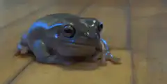 frog sitting on floor