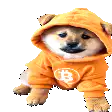 Shiba Inu in Bitcoin hoodie