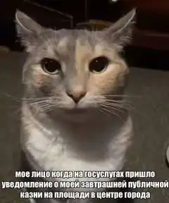 Cat face when public execution notice arrives