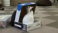 Grey cat pushes white cat out of box