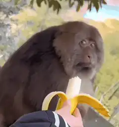 Monkey staring at banana