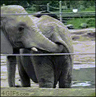 Elephant puts trunk in mouth
