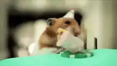 hamster eating cake with party hat