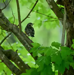 Young robin in tree