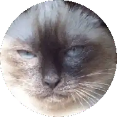Judging Siamese Cat