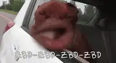 dog wind face in car
