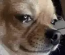 Crying Chihuahua Close Up