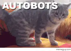 Autobots Roll Out Cat