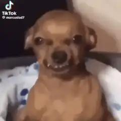 Smiling chihuahua dog