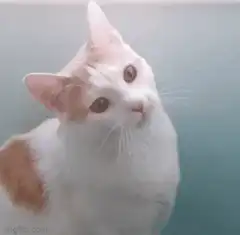 white and orange cat tilting head