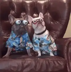Two french bulldogs in hawaiian shirts and googly eyes