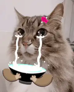 Crying cat holding a bowl