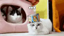 Cat with can on head says no