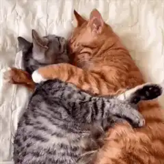 Two cats cuddling and sleeping together