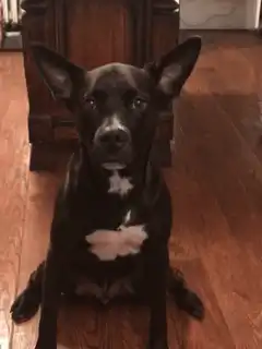 Black dog with white chest sitting on floor