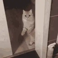 Cat peeking from behind door