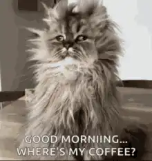 Fluffy cat asking for coffee