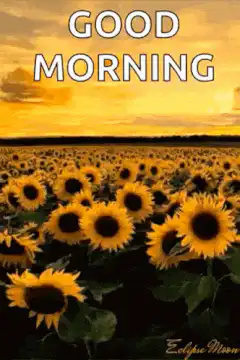 Good Morning Sunflowers