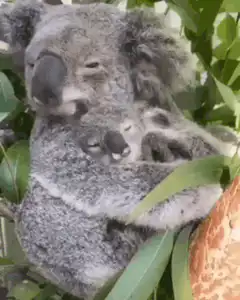 Sleeping koala mother and baby