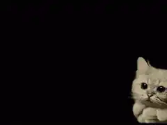 cat in clouds