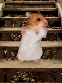 hamster standing on wooden stairs