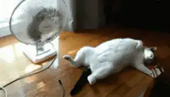 white cat lying next to fan