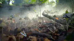 Mushrooms growing in misty forest