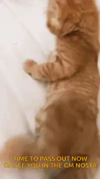 Sleepy orange kitten falls asleep