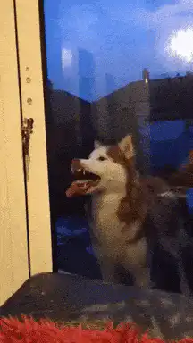 Husky howling at the moon
